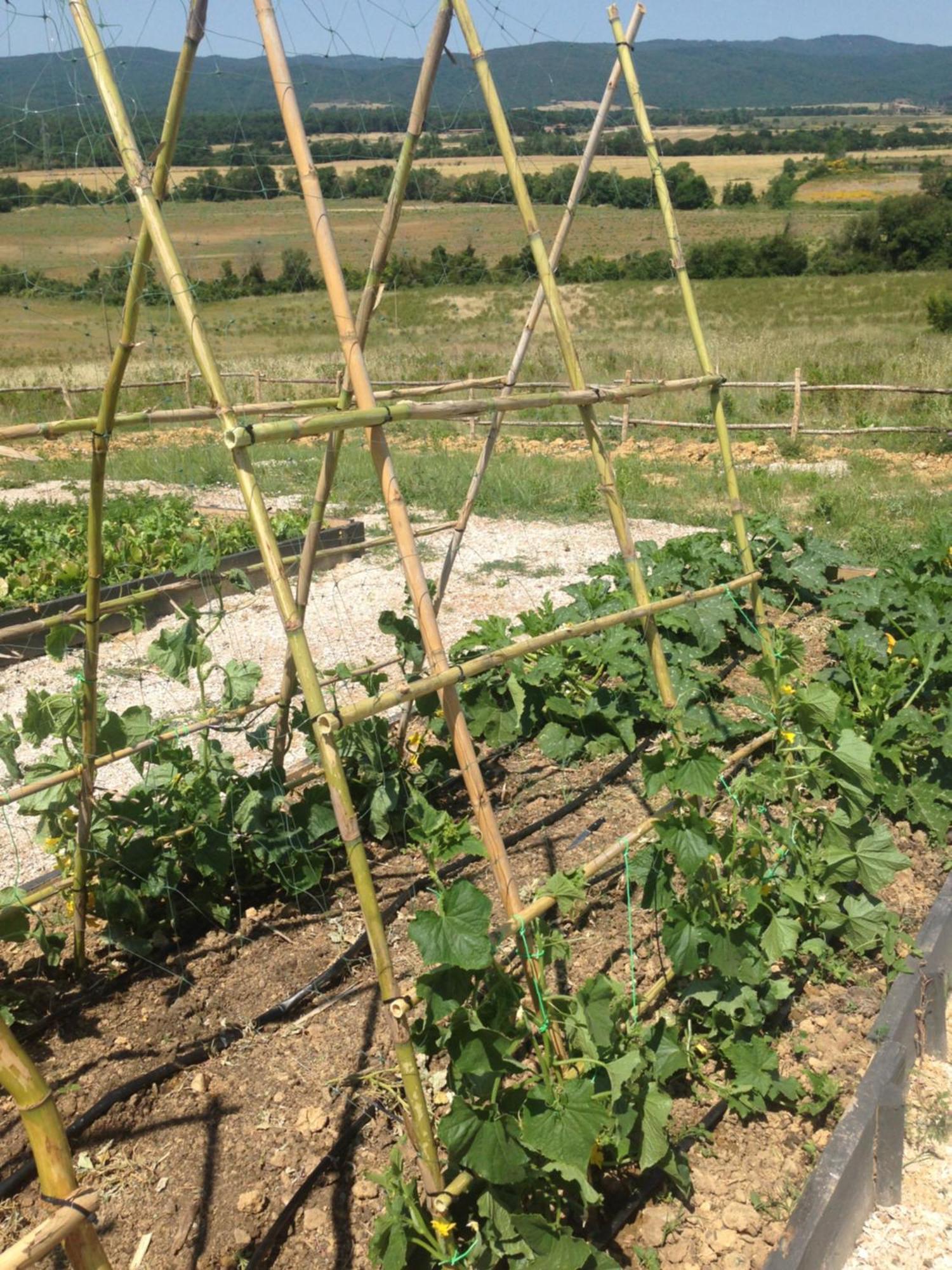 Wine Resort Conti Di San Bonifacio Ribolla Экстерьер фото